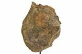 Fossil Hadrosaur Vertebra Centrum with Metal Stand - South Dakota #350722-4